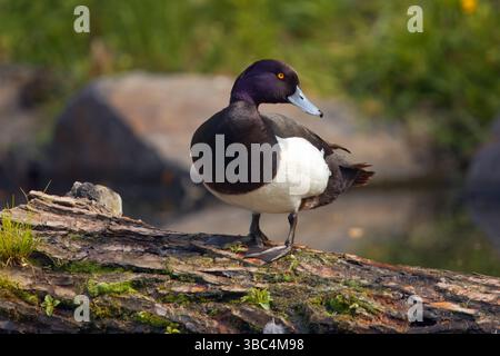 Anatra maschio con tufting o Pochard con tufto, Aythya Fuligula che riposa su un tronco d'albero caduto circondato da vegetazione lussureggiante e acque calme, mostrando il suo distintivo Foto Stock
