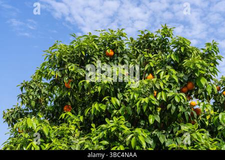 Arancio vibrante che matura su alberi di agrumi, circondato da ricche foglie verdi, adagiato su un cielo azzurro. Immagine ideale per temi di agricoltura biologica Foto Stock