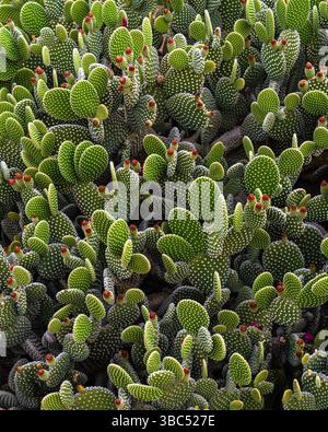 Primo piano del cactus Opuntia microdasys, noto anche come cactus dalle orecchie conigliate, con morbidi glochidi gialli sui tamponi verdi. Sfondo naturale del deserto. bac esotico Foto Stock