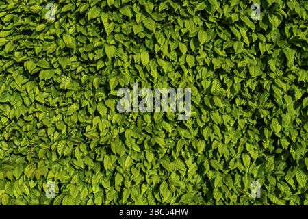Vista dettagliata delle fresche foglie verdi di Carpinus betulus in primavera. Fogliame denso e luminoso che crea una texture naturale e vivace, perfetta per l'ambiente Foto Stock