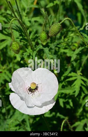 delicato fiore di papavero bianco in piena fioritura. I suoi petali morbidi appaiono quasi traslucidi, creando un'atmosfera delicata e tranquilla Foto Stock