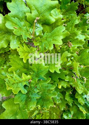 Foglie di quercia, Inghilterra, Regno Unito Foto Stock