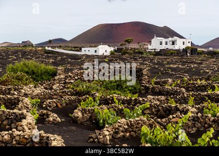 Vigneti a Lanzarote con una casa bianca sullo sfondo. Le viti sono piantate tra pareti e delimitate da pietre per proteggerle dal vento. Camino El Mentidero, Las Palmas, Canarias, Spagna Foto Stock