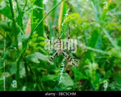 Un ragno vespa (Argiope bruennichi), noto anche come zebra o ragno tigre, fotografato a Tremosine. Tremosine è un villaggio sulla riva occidentale di Lak Foto Stock