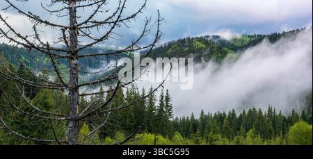 Pine Tree essiccato in Misty Landscape After Rain. Un pino solitario e resistente alle intemperie si erge in primo piano, con i suoi rami secchi che raggiungono il cielo. Foto Stock