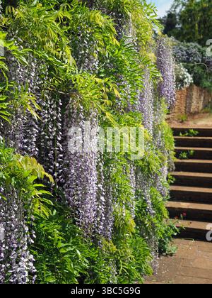 Wysteria Growing in an English Country Garden, Upton House, Warwickshire, Regno Unito Foto Stock