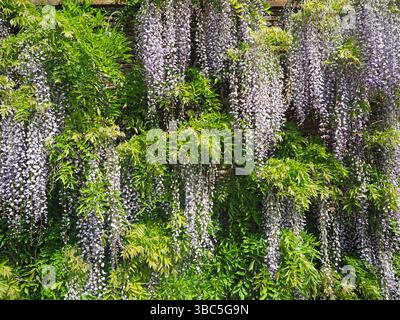 Wysteria Growing in an English Country Garden, Upton House, Warwickshire, Regno Unito Foto Stock
