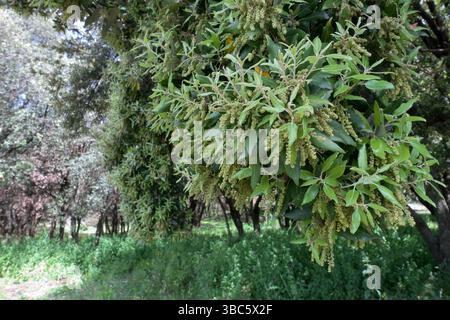 Primavera nuove foglie e fioritura di Quercus Ilex nel Parco dell'Etna, Sicilia, Italia Foto Stock