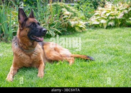 Cane pastore tedesco steso su erba verde Foto Stock