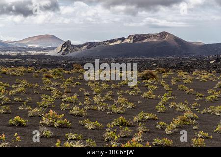 Terreno vulcanico a Lanzarote con piccole piante sul suolo nero di lava. La Geria, Canarias, Spagna Foto Stock