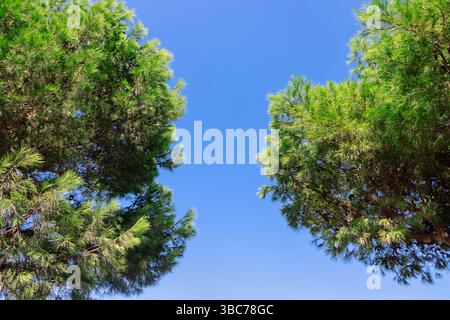 I lussureggianti rami di pino si dirigono verso un cielo blu vibrante. Il cielo limpido è incorniciato dal verde dei pini. Lussureggianti alberi verdi che incorniciano un blu vibrante Foto Stock