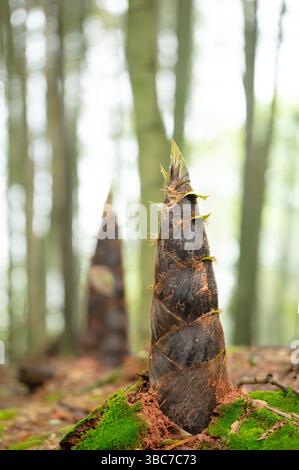 i germogli di bambù primaverile si tuffano nel forest​ di bambù Foto Stock
