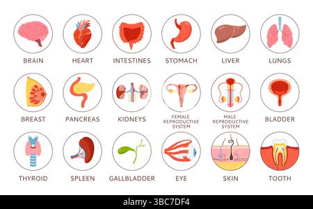 Infografica sugli organi umani con nomi e descrizioni. Cartoni animati polmone cervello, cuore reni, stomaco, sistema riproduttivo femminile maschile, pelle capelli dente occhio, elementi corpo disegnato a mano vettore educativo Illustrazione Vettoriale
