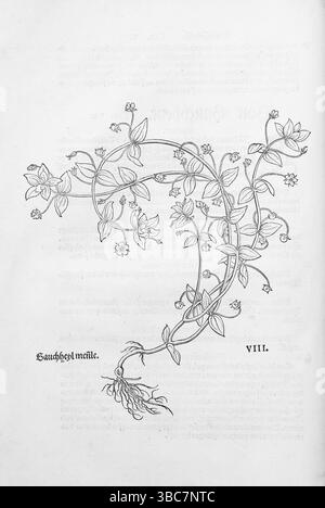 Field henbane (Anagallis arvensis), xilografie di Leonhart Fuchs, di New Kreueterbuch, neues Kraeuterbuch, Michael Isingrin, Basilea, Svizzera, 1543, Foto Stock