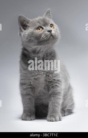 Splendido gattino blu British Shorthair su sfondo grigio chiaro con un look elegante. Il gattino è bello con gli occhi gialli Foto Stock