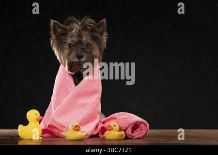 Il cane carino è pronto per un bagno. Yorkshire Terrier avvolto in un asciugamano. Concetto di tosatura dei cani Foto Stock