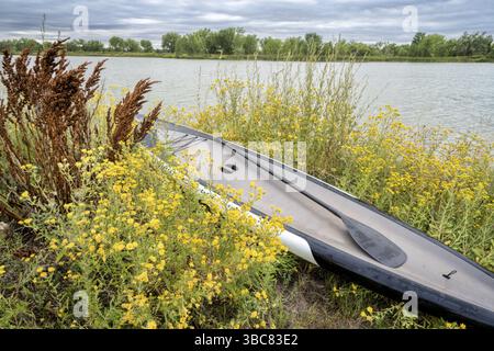 Fine estate pagaiando in Colorado - in piedi paddleboard tra fiori selvatici gialli sulla riva del lago, concetto di svago Foto Stock
