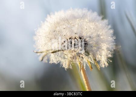 Primo piano soffice dente di leone bianco Foto Stock