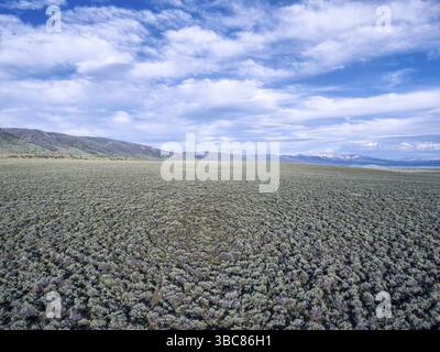 Vista aerea del campo di pennello - North Park, Colorado, ai piedi delle Medicine Bow Mountains Foto Stock