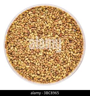 Semi germinanti organici di erba medica in una piastra di Petri isolata su bianco Foto Stock