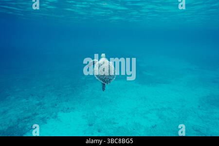 Tartarughe marine che nuotano nelle acque cristalline dell'oceano Foto Stock