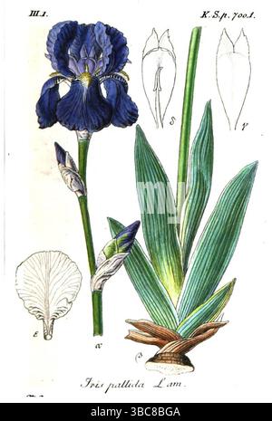Iris pallida, l'Iris dalmata o Iris dolce, Iris barbuti o Iris barbuti tedeschi dal volume 19 della Flora tedesca in Illustrations from Nature with Descriptions by Jacob Sturm, pubblicato a Norimberga nel 1843 Foto Stock