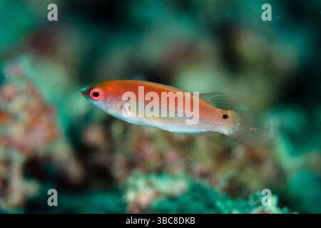 Giovani Fairy-Wrasse, Cirrhilabrus sp, Pulau Viawar diving site, Tanimbar Island, Forgotten Islands, Indonesia Foto Stock