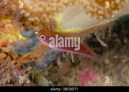 Juvenile Fairy-wrasse, Cirrhilabrus sp, sito di immersione di Sanggamau, Bangka, Sulawesi, Indonesia Foto Stock
