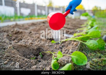 Innaffiare le piantine di cavolo preparate per la piantagione in giardino. Il processo di piantagione di piante in giardino. Foto Stock