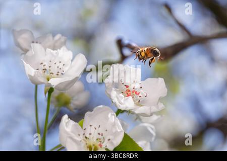 Un'ape vola fino a un fiore di ciliegio bianco per raccogliere il nettare. Primo piano dell'insetto in volo Foto Stock