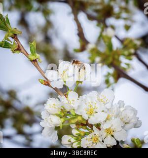 Ramo di ciliegio e ape in fiore seduti su un fiore. Primo piano Foto Stock