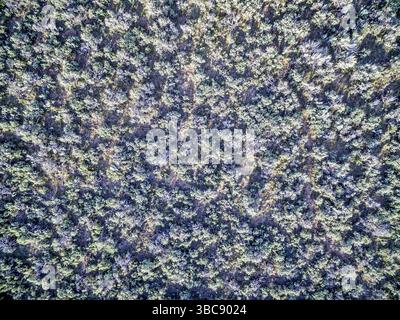 Vista aerea del campo di pennello - North Park, Colorado, ai piedi delle Medicine Bow Mountains Foto Stock