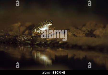 Rospo d'oliva orientale lungo il pozzo d'acqua di notte nel parco nazionale Greater Kruger, Sudafrica; Specie Sclerophrys garmani famiglia di Bufonidae Foto Stock