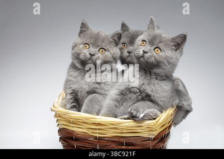Tre piccoli gattini inglesi blu in un cestino di vimini su sfondo bianco. Gattini divertenti Foto Stock