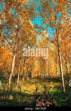 Ripresa verticale di alti alberi di pioppo nella foresta in autunno, messa a fuoco selettiva Foto Stock