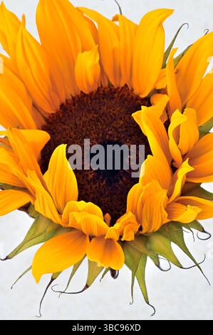 Primo piano della testa di girasole gigante con petali gialli dorati e stami marrone scuro Foto Stock