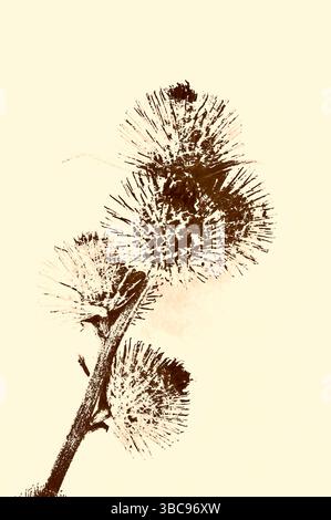 Immagine grafica seppia del gambo di teste di semi secche di burdock minore su sfondo semplice Foto Stock