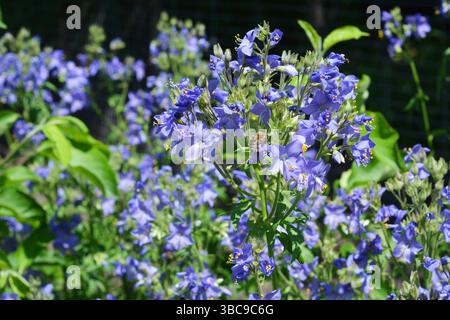 Blue Pearl, Jacob's Ladder fiori con ape miele. Splendidi fiori adatti agli impollinatori Polemonium caeruleum, Jacob's ladder, Valeriano greco, un medico Foto Stock
