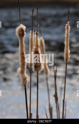 Steli di canne di colore marrone chiaro asciutto con piani a forma di freccia orientati verticalmente in primo piano Foto Stock