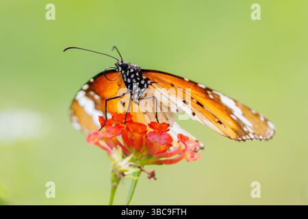 Farfalla della tigre, Danaus chrysippus chrysippus. Singapore Foto Stock