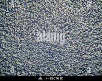 Vista aerea del campo di pennello - North Park, Colorado, ai piedi delle Medicine Bow Mountains Foto Stock