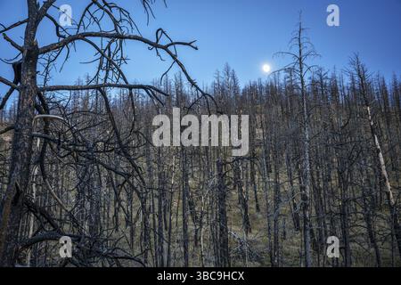 Luna sulla foresta di alberi di pino bruciato dal 2012 Hewlett Gulch Wildfire a Grayrock vicino a Fort Collins, Colorado Foto Stock