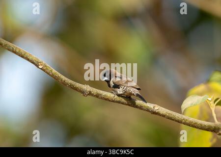 Bronzo mannikino Spermestes cucucullata, adulto arroccato sul ramo, Buffulotto, Brikama, Gambia, marzo Foto Stock