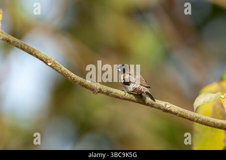 Bronzo mannikino Spermestes cucucullata, adulto arroccato sul ramo, Buffulotto, Brikama, Gambia, marzo Foto Stock