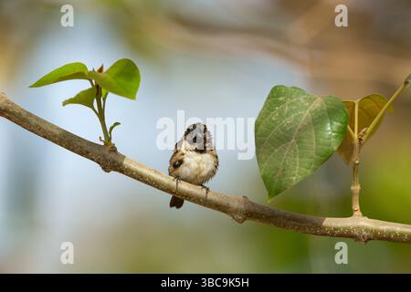 Bronzo mannikino Spermestes cucucullata, adulto arroccato sul ramo, Buffulotto, Brikama, Gambia, marzo Foto Stock