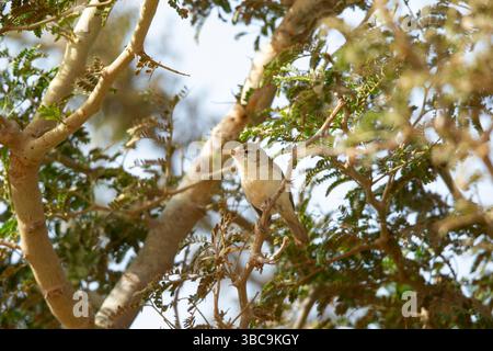 La parula di Melodio Hippolais poliglotta, arroccata nel cespuglio di acacia, Kartong Wetland, Kombo Sud, Gambia, March Foto Stock