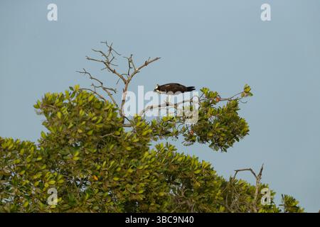 Falco pescatore occidentale Pandion haliaetus, arroccato nelle mangrovie e nutrito di pesci, Kambujeh, Brikama, Gambia Foto Stock