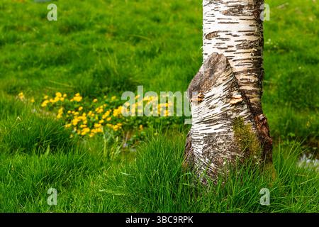 Un albero di betulla mette in mostra il suo tronco testurizzato in una lussureggiante erba verde, con delicati fiori selvatici che aggiungono colore allo sfondo sotto la luce del sole. Foto Stock