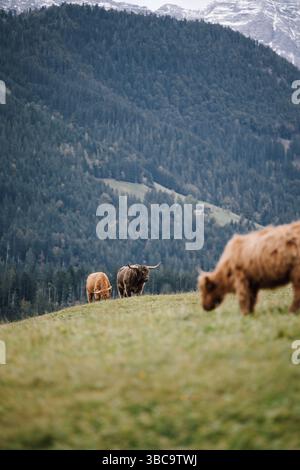 Bestiame delle Highlands che pascolano su prati alpini con montagne innevate alle spalle Foto Stock