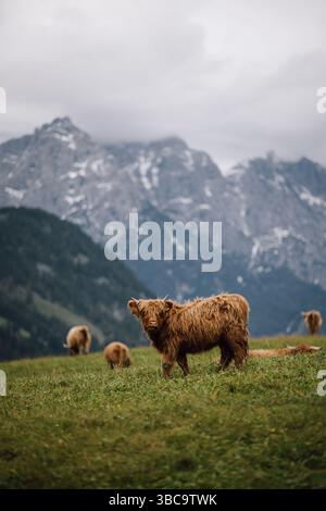 Bestiame delle Highlands che pascolano su prati alpini con montagne innevate alle spalle Foto Stock